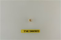 藏品(灰白陸寄居蟹)的圖片